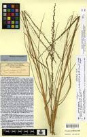 Image result for Eragrostis nindensis
