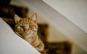 How to know if your cat is dying and how to prepare your feline friend for passing on. Cat Grief How To Help A Grieving Cat Blue Cross