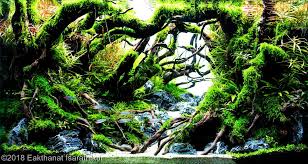 Aquarium aquascape betta aquarium planted aquarium aquascaping plants aquarium landscape betta fish tank nature we lost the father of modern aquascaping. Aquascaping Contest Aga 2018 Winners Aquascapinglove Com Aquascape Aquascape Aquarium Planted Aquarium