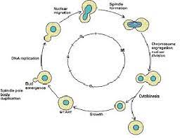 Budding Yeast Cell Cycle Model Cell Cycle Bud Cell