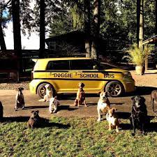 All Aboard The Doggy Daycare Bus Dog Daycare Dog Boarding Near Me Doggie School Bus