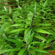 Image result for Sophora velutina