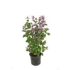 Image result for Hypoestes aristata