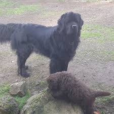 On the following pages you will find a presentation of our newfoundland dog kennel as well as information on the breed and what to do if you're contemplating adding a newfoundland to your family. Blue Tide Newfoundlands Home Facebook