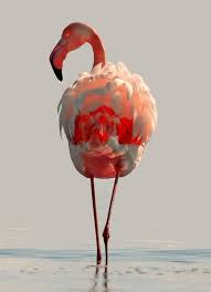 Flamingo Pet Birds Flamingo Pictures Beautiful Birds