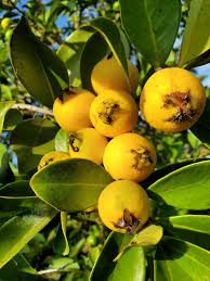 Image result for Psidium