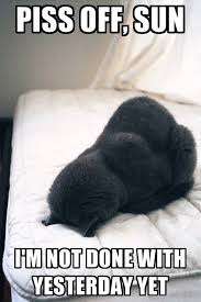 This Is How I Feel When I Stay Up Drinking All Night And Don T Want To Wake Up The Next Morning Lol Imagenes Divertidas De Animales