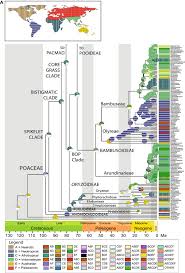 Image result for Pogonochloa