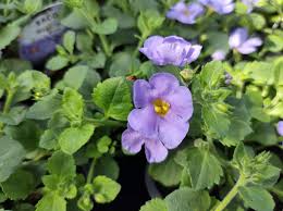 Image result for Bacopa