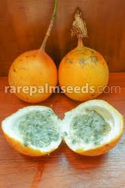 Image result for Passiflora ligularis