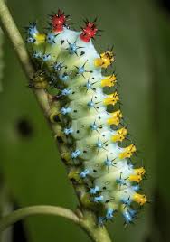 Image result for Cecropia