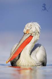 Oferta all inclusive pensiunea karla 3 nopti/ 4 zile cu excursii incluse. 50 Danube Delta Ideas Danube Delta Danube Delta