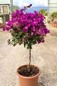 Bougainvillea Glabra Sanderiana Quarter Standard Bougainvillea Survival Gardening Plants