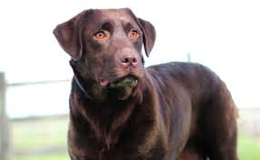 To anyone who can see this: Chocolate Lab Mia