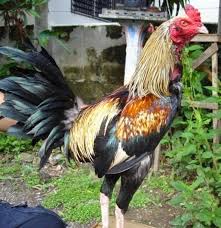 Untuk ayam aduan siapan untuk sabung ayam tersedia ayam bangkok muda dan ayam birkok muda yang adalah ayam laga trah jawara area lokalan. Ayam Bertinju Penjaga Menang Duit Kata Malaysia