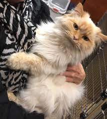 Richeys dad is a grand champion. I Never Knew Himalayan Cats With Golden Faces Existed Until I Met This Beautiful Boy Aww