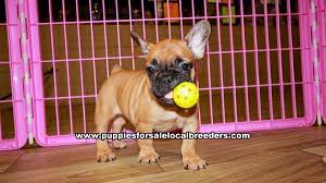 Mini french bulldog puppies georgia. Puppies For Sale Local Breeders Fawn French Bulldog Puppies For Sale Georgia Local Breeders Gwinnett County Ga At Lawrenceville Puppies For Sale Local Breeders