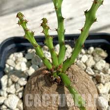 Image result for Euphorbia platycephala