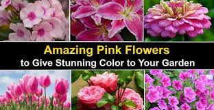 What is the most common color of flowers. Types Of Pink Flowers With Name And Picture Easy Identification