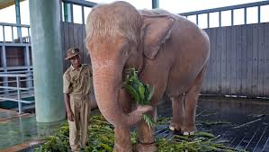 So whether your child wants to color a baby elephant, a circus elephant, or elephants on the great plains, there is an elephant coloring page just waiting for. Burma Captures 9th Rare White Elephant