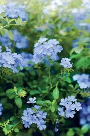 By selecting the right varieties, you can create a beautiful and colorful garden. Pin By Jaras Gm On Garden And Patio Beautiful Flowers Flower Garden Plants