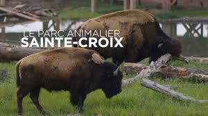 Escapadeclassé sous :calvados , parc animalier. Bison D Amerique Parc Animalier De Sainte Croix