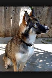 Border Collie Husky Sooo Cute Dog Breeds Dogs Puppies