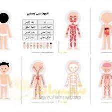 لوحة اجهزة جسم الانسان الجلد الجهاز الدوري الجهاز العضلي الجهاز الهضمي الهيكل العظمي الجهاز العصبي الجهاز التنفسي الجهاز البول baby mobile projects to try kids