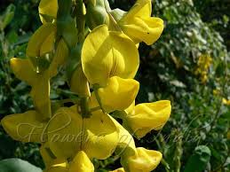 Image result for Crotalaria annua
