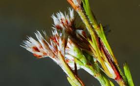 Image result for Polycarpaea corymbosa