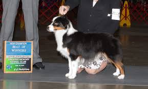 The miniature australian shepherd, abbreviated as mas and also referred to as a miniature american shepherd or mini aussie, is considered a small herding dog breed. Schaefer S Miniature American Shepherds Reviews Show Me The Pawfax