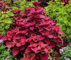 Image result for Coleus alpinus