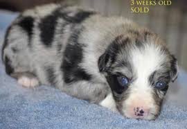 The miniature australian shepherd resembles a small australian shepherd. What Color Eyes Will My Australian Shepherd Puppy Have