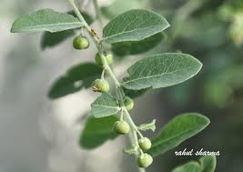 Image result for Phyllanthus reticulatus