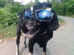 Maybe you would like to learn more about one of these? Kambing Hitam Photos Facebook