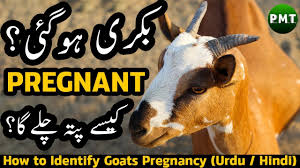 May 17, 2021 · how to detect pregnancy in goats. How To Identify Goats Pregnancy How Do I Know If A Goat Is Pregnant Complete Information In Urdu Youtube