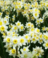However, that only tells half the story of the symbolic meanings of yellow coloured blooms. Narcissus Minnow Little Minnow May Only Stand 8 Tall But It Has A Big Impact In The Garden It Bears For To Five White Narcissus Flower Bulb Flowers Narcissus