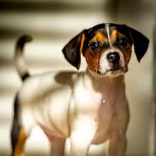 Beagle jack russell mix clearance