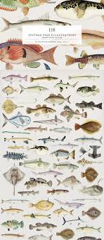 Download Free Royalty Free Images Of Vintage Fishes At Rawpixel Com Free Photoshop Resources Web Design Resources Free Design Resources