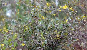 Image result for Gelsemiaceae