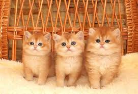 Jual beli kucing munchkin online terlengkap, aman & nyaman di tokopedia. Jualbeli Kucing Sabah Home Facebook