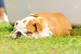 Un Bulldog Ingles Pequeno Joven Hermoso Marron Y Blanco Acostado En El Cesped Mirando Dormir Muy Tranquilo Perezoso Y Cansado Fotos Retratos Imagenes Y Fotografia De Archivo Libres De Derecho Image 23862384