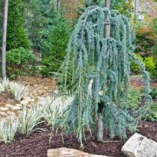 A majority of the modern sources treat it as a distinct species cedrus atlantica, but some sources consider it a subspecies of lebanon cedar ( c. Weeping Blue Atlas Cedar Serpentine Plantingtree