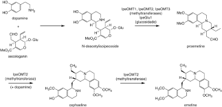 Image result for Psychotria articulata