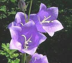 Se hai intenzione di usare una di queste immagini per scopo commerciale. Campanula Campanella Come Curare E Coltivare Le Piante Di Campanula