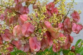 Check spelling or type a new query. Golden Rain Tree Weed Identification Brisbane City Council