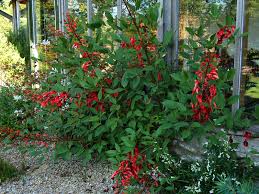 Image result for Erythrina crista-galli