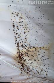 Image result for Cimex lectularius bites