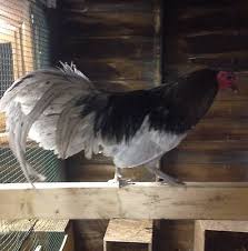 Bird Eggs For Sale Ebay 6 Battlehorse Blue Gamefowl Hatching Eggs Chicken Eggs Pre Sale Hatching Eggs Chicken Eggs Chicken
