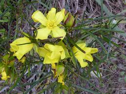 Image result for Hibbertia